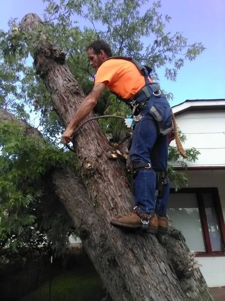 Local yard cleanup service experts serving Huntsville, AL - High Climber Affordable Tree Services & Landscaping