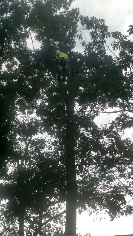 Affordable yard cleanup service experts serving Dallastown, PA - High Country Landscaping