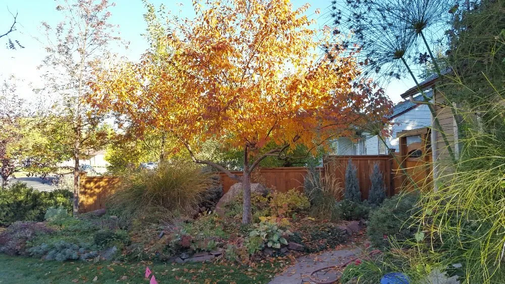 Affordable landscape installation for beautiful yards across Fort Collins, CO - High Country Landscaping