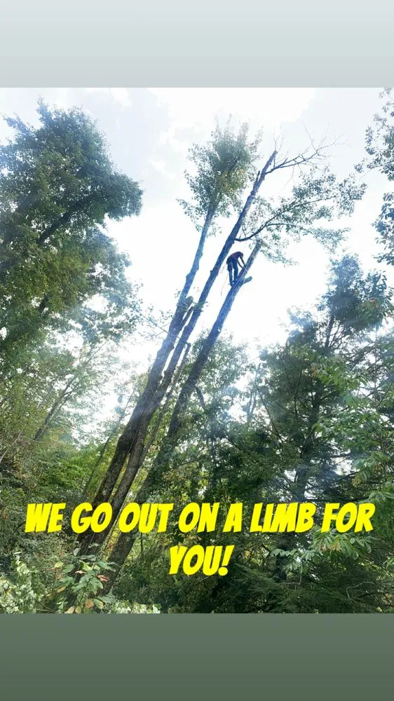 Top-rated yard cleanup service in Todd, NC - High Country Tree Service