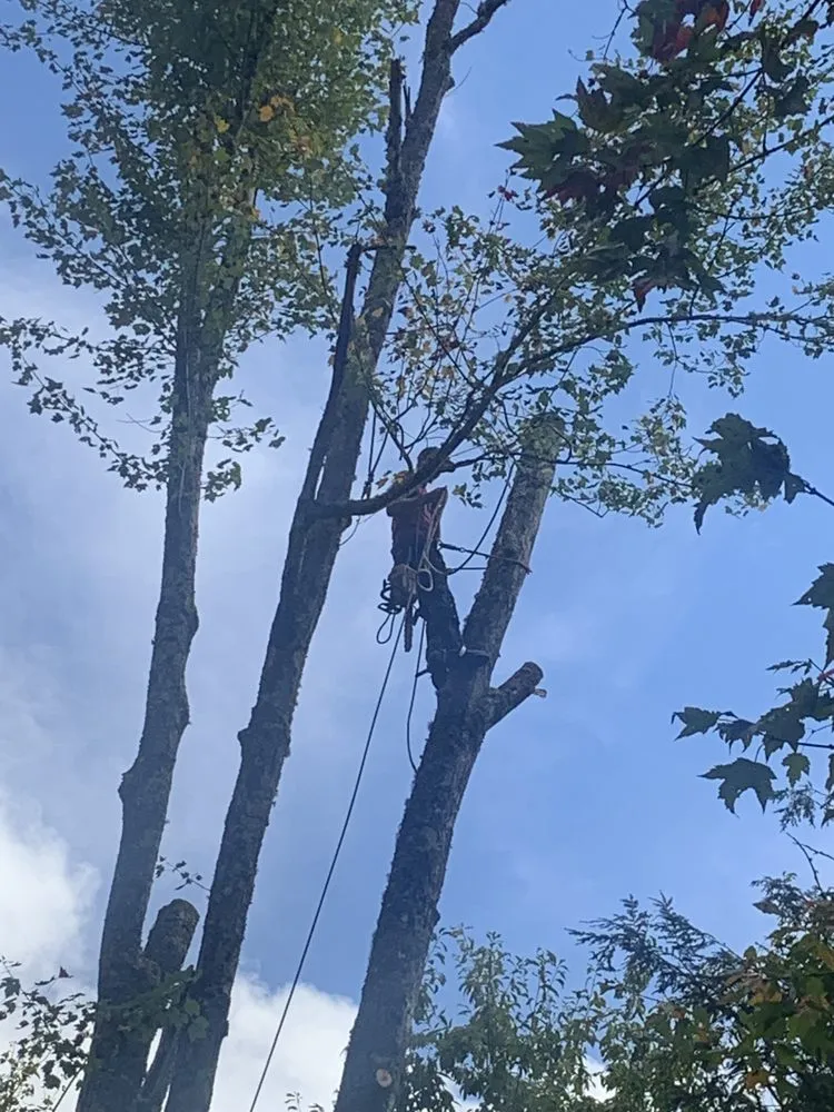 Local lawn mowing service in Todd, NC by High Country Tree Service