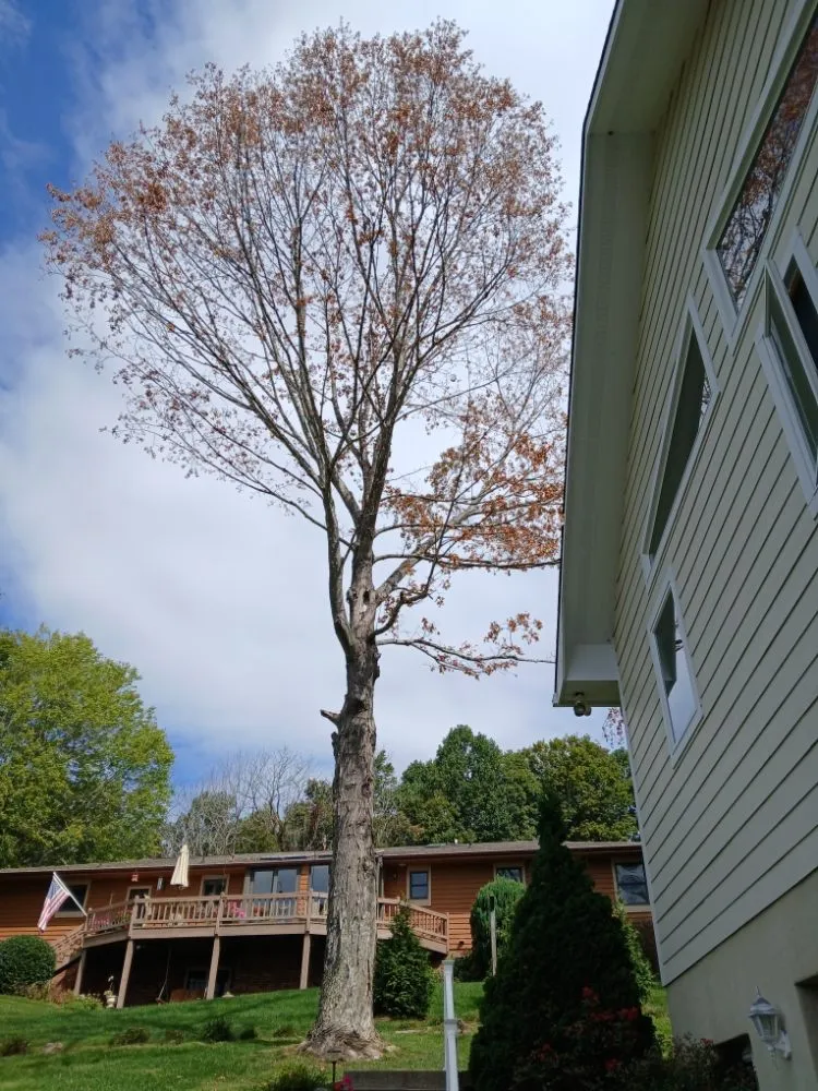 Local landscape design with custom design across Todd, NC - High Country Tree Service