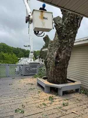 High Definition Trees