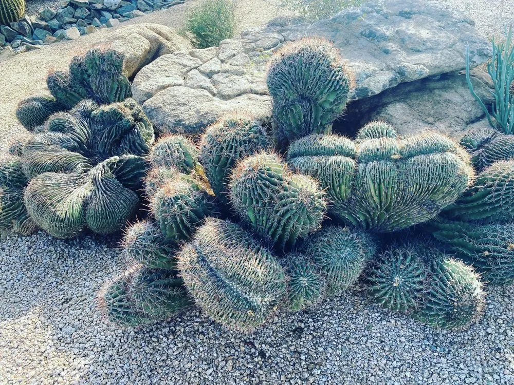 Reliable outdoor landscaping experts serving Phoenix, AZ - High Desert Designs