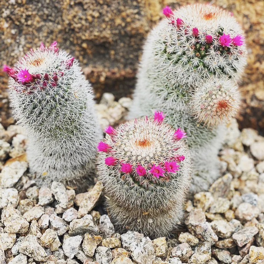 Trusted lawn mowing service in Phoenix, AZ by High Desert Designs