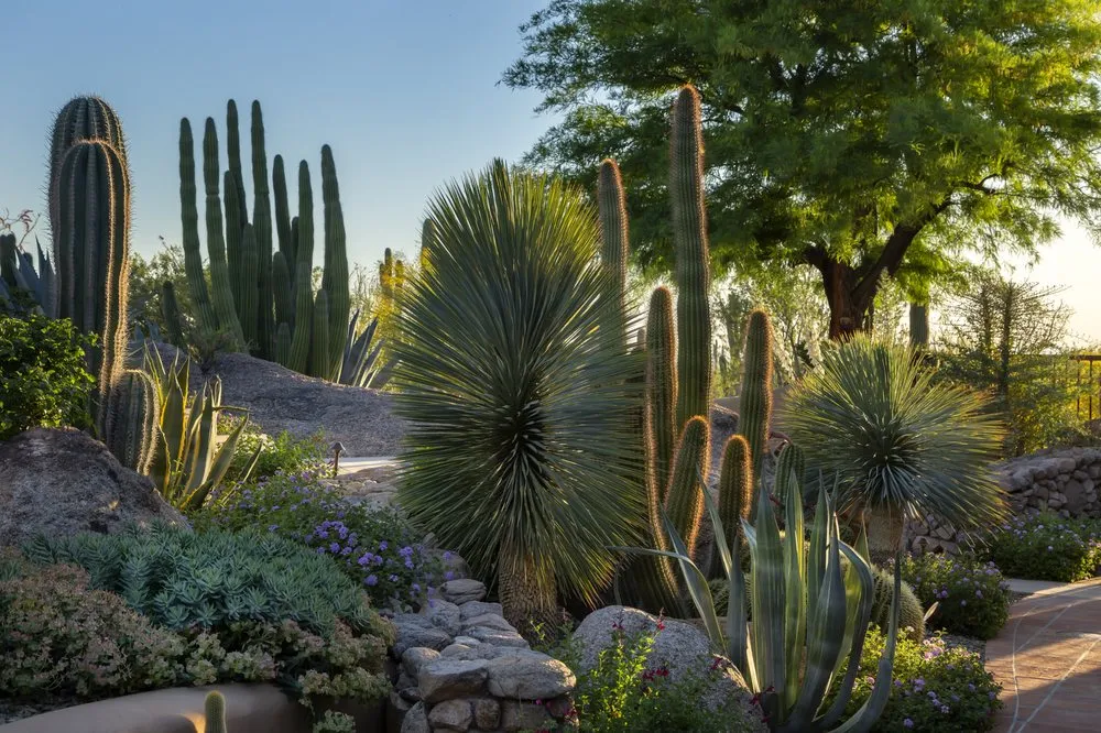Expert landscape design in Phoenix, AZ by High Desert Designs