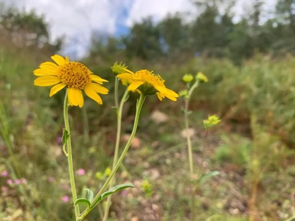 Trusted outdoor landscaping in Palmdale, CA - High Desert Landscaping and Pressure Wash