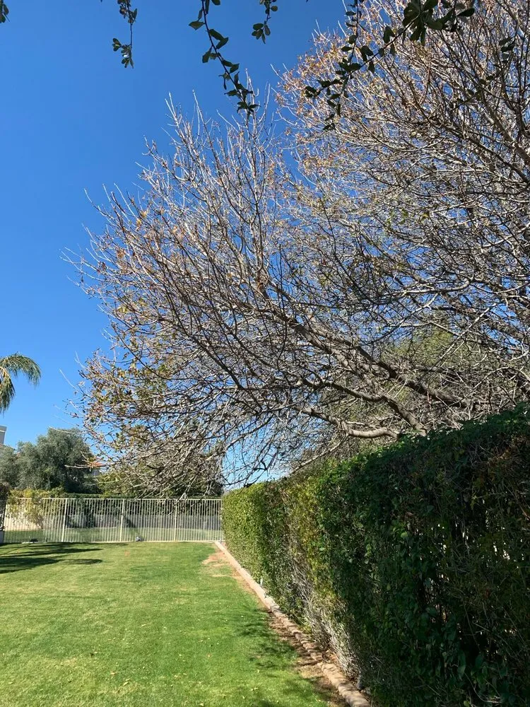 Top-rated garden landscaping for year-round maintenance in Cave Creek, AZ by High End Tree Removal & Trimming