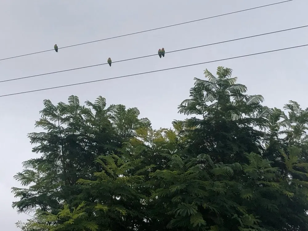 Top-rated yard cleanup service in Cave Creek, AZ by High End Tree Removal & Trimming