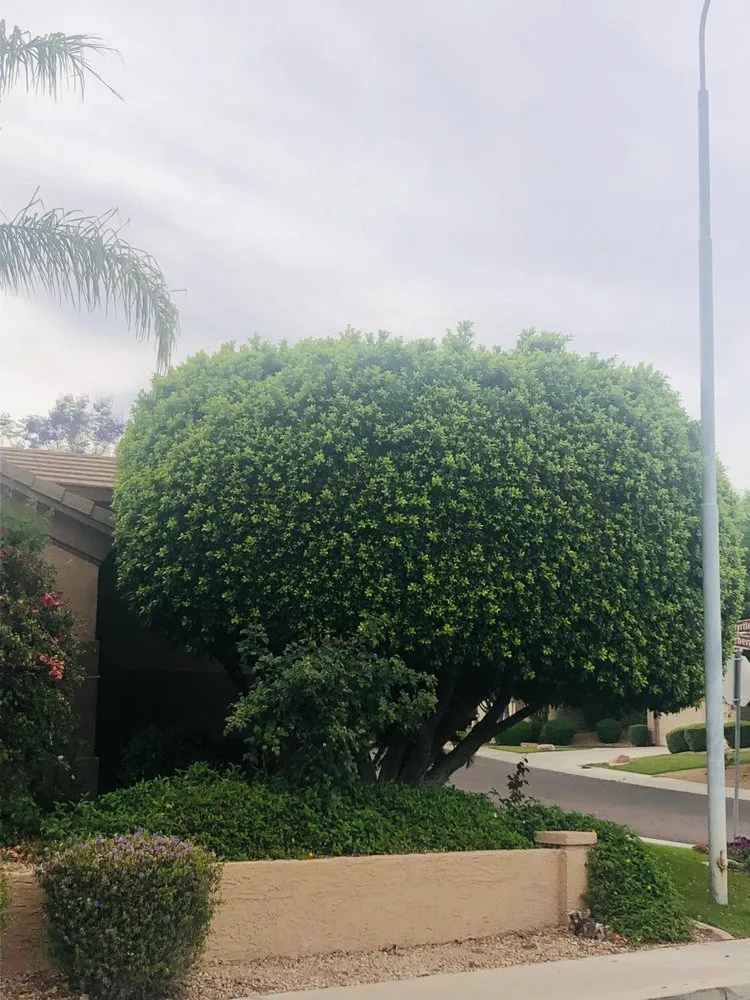 Local lawn care service in Cave Creek, AZ by High End Tree Removal & Trimming