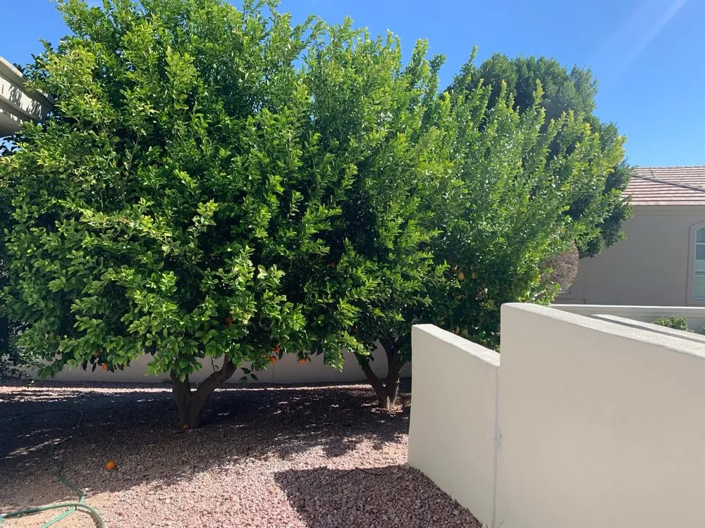 Reliable landscape installation experts serving Cave Creek, AZ - High End Tree Removal & Trimming