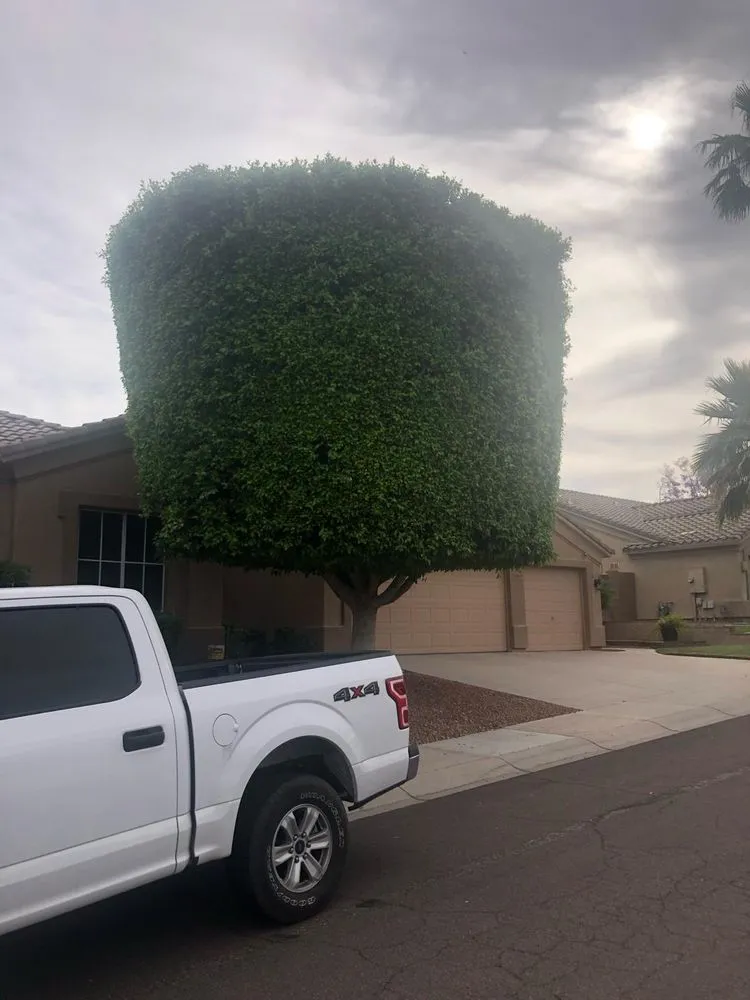 Trusted landscaping services in Cave Creek, AZ by High End Tree Removal & Trimming