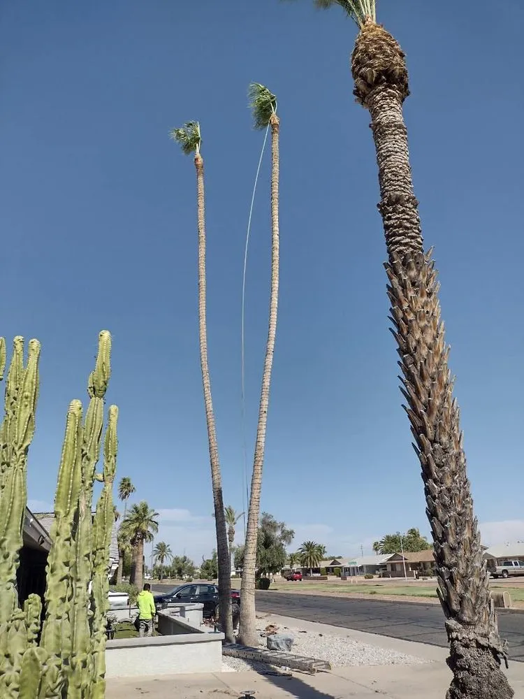 Trusted landscape installation in Cave Creek, AZ - High End Tree Removal & Trimming