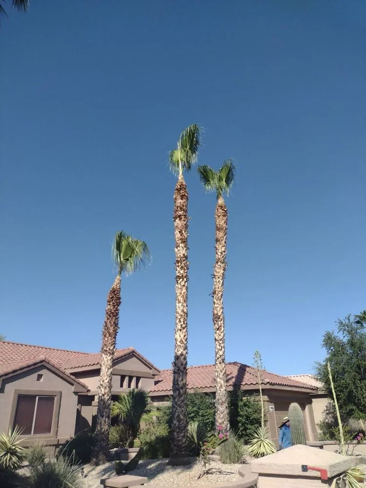 Custom lawn care service for year-round maintenance across Cave Creek, AZ - High End Tree Removal & Trimming