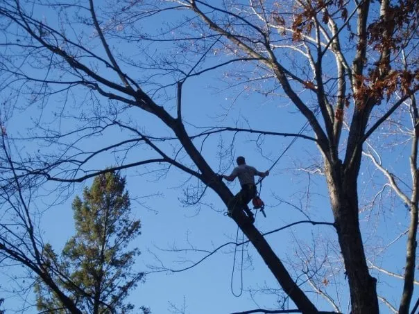 Custom residential landscaping for homes across Rochester, NY - High Falls Tree Service