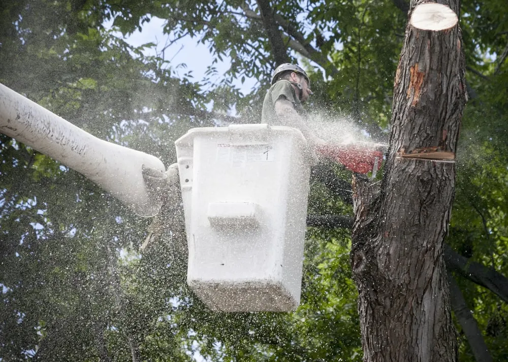 Custom garden landscaping near you in Rochester, NY by High Falls Tree Service