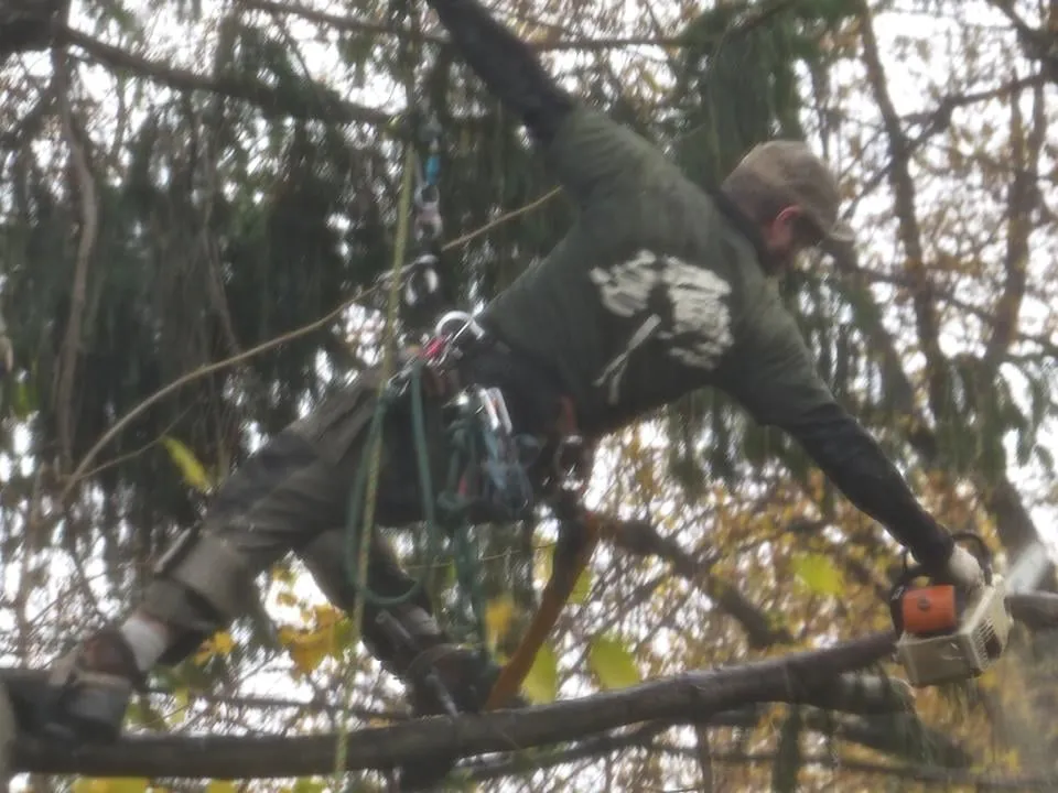 Professional yard maintenance in Rochester, NY by High Falls Tree Service