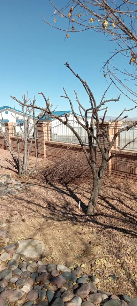 Professional residential landscaping with custom design in Kingman, AZ by High Maintenance Landscaping