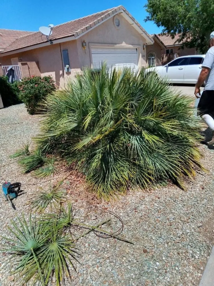 Affordable yard maintenance in Kingman, AZ by High Maintenance Landscaping