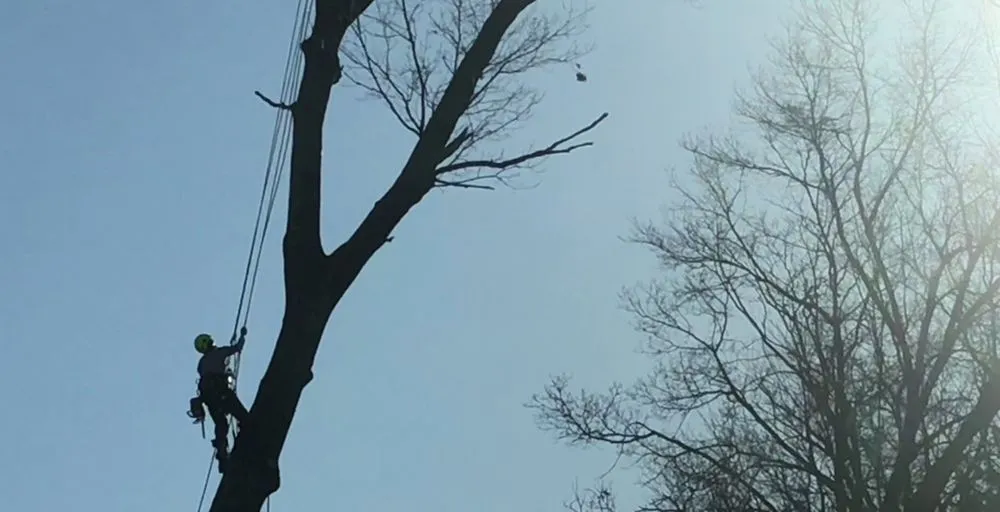 Trusted landscaping services experts serving Pittstown, NJ - High Performance Tree Service