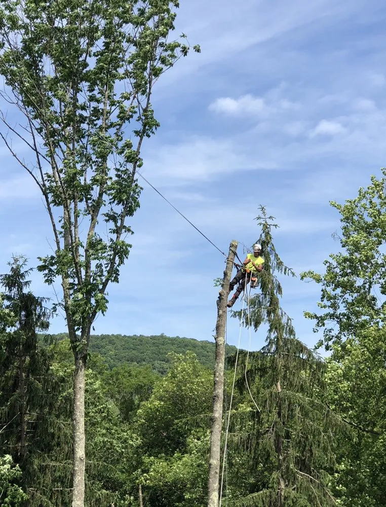 Reliable landscaping services experts serving Pittstown, NJ - High Performance Tree Service
