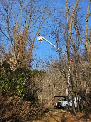 High Performance Tree Service Logo