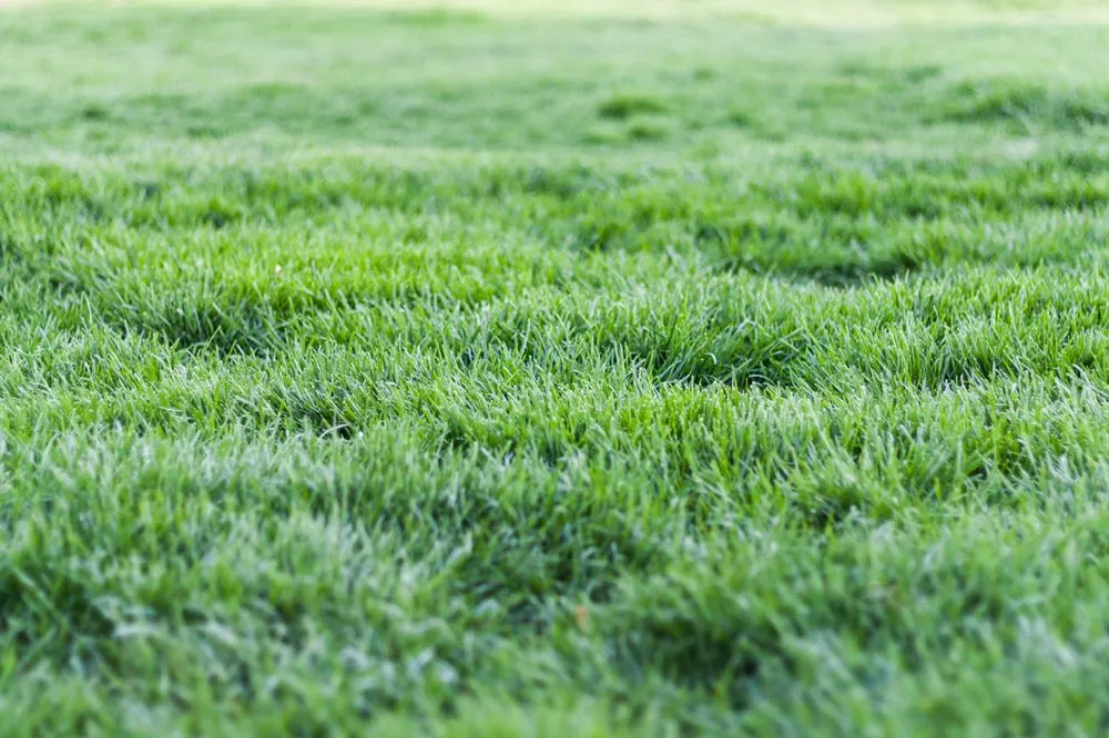 Custom lawn care service experts serving Bedminster, NJ - High Pines Property Maintenance