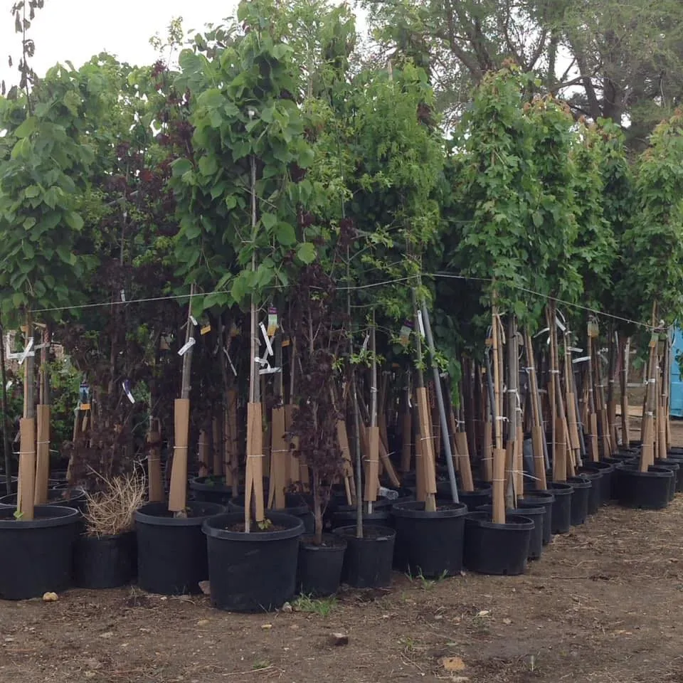 Professional outdoor landscaping experts serving Beulah, ND - High Plains Concepts - Greenhouse & Nursery