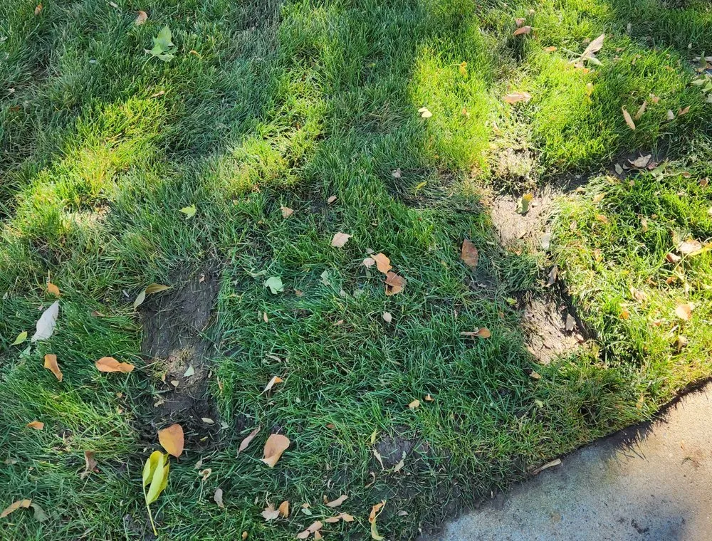 Expert yard maintenance in Littleton, CO - High Plains Lawn Service