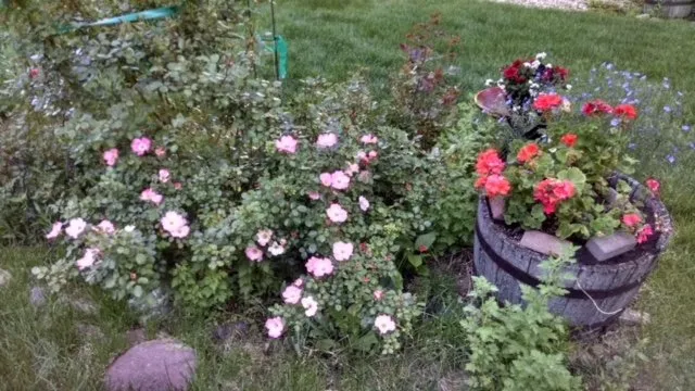 Affordable landscape installation experts serving Littleton, CO - High Plains Lawn Service