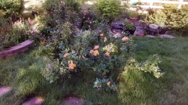 Reliable lawn mowing service near you across Littleton, CO - High Plains Lawn Service