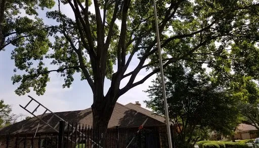 Expert yard maintenance in Fort Worth, TX - High Plains Tree & Landscape