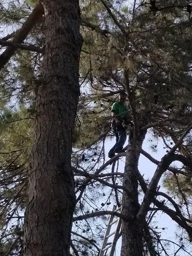 Professional yard cleanup service in Fort Worth, TX - High Plains Tree & Landscape