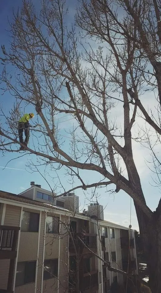 Professional lawn mowing service in Arvada, CO - High Prairie Tree and Shrub