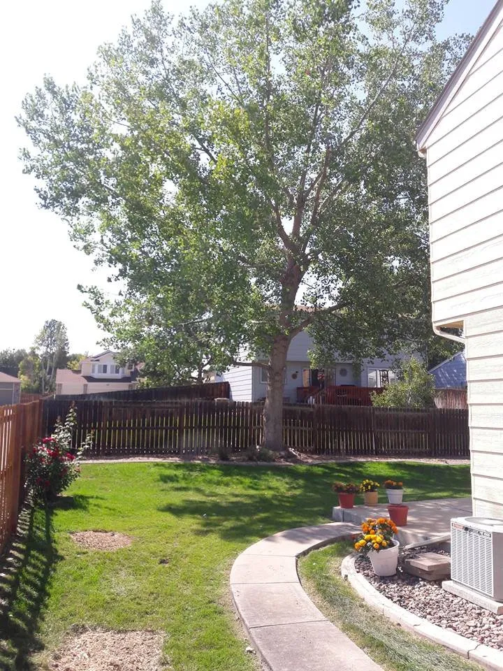 Professional lawn mowing service in Arvada, CO by High Prairie Tree and Shrub