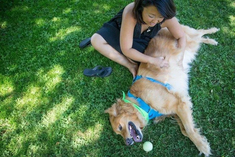 Expert lawn care service for year-round maintenance across Minneapolis, MN - High Profile Green Solutions