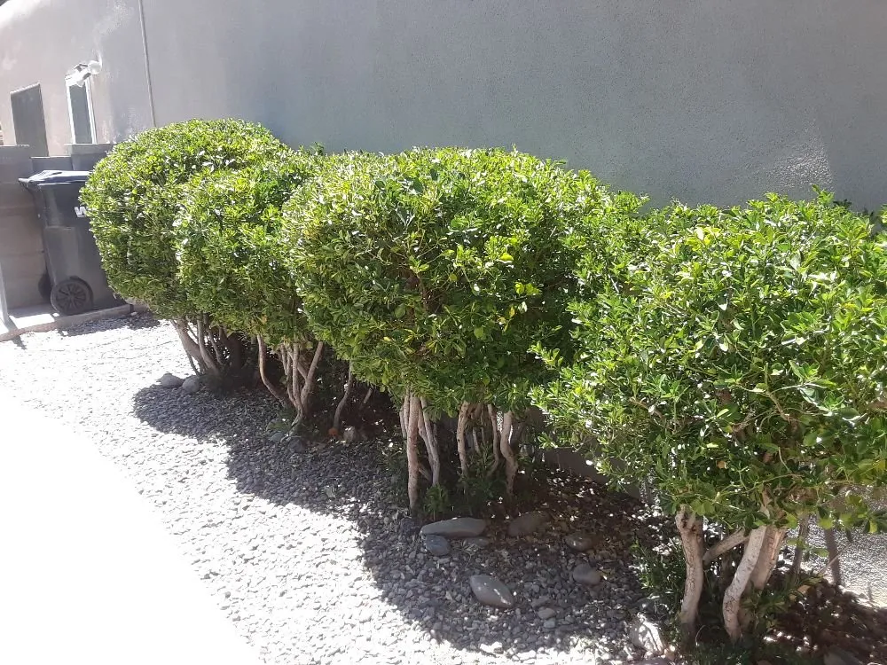 Top-rated landscape design experts serving Albuquerque, NM - High Quality landscapes