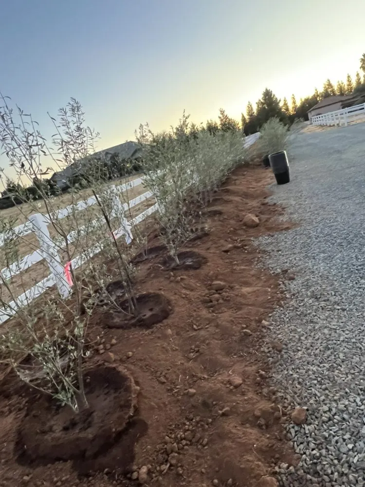 Local yard cleanup service in Placerville, CA - High-rise landscaping