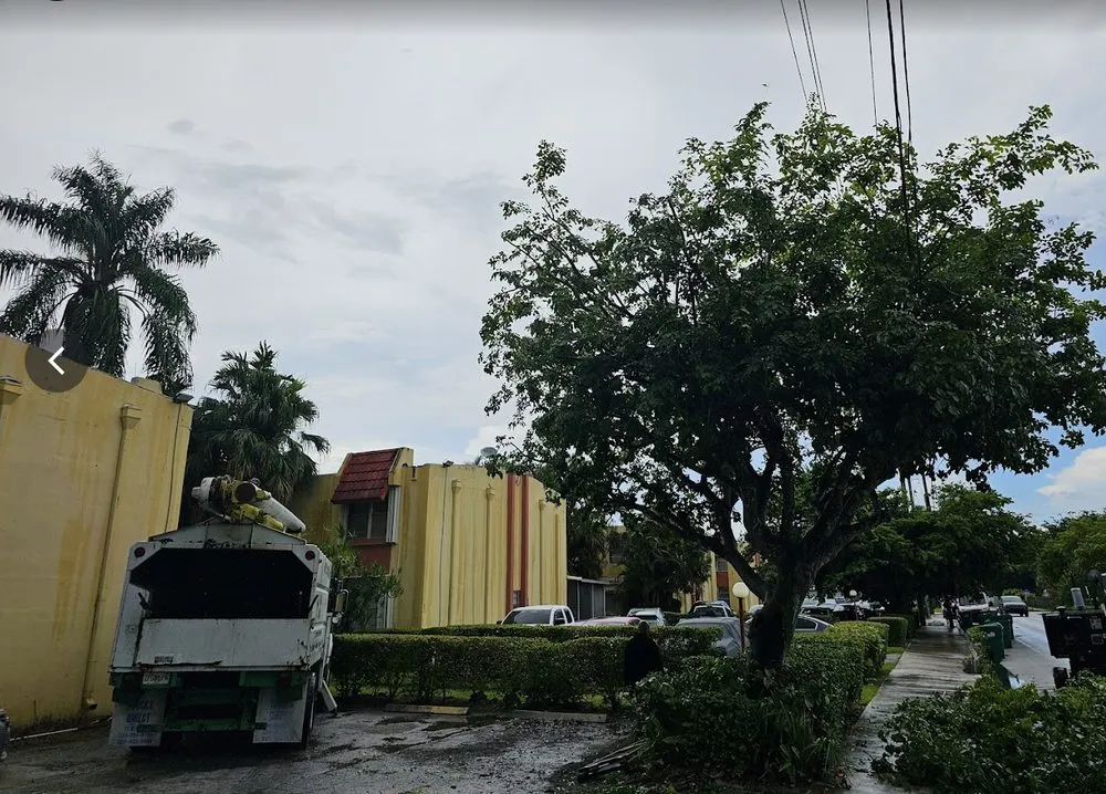 Affordable residential landscaping experts serving Hollywood, FL - High Standards Tree Care