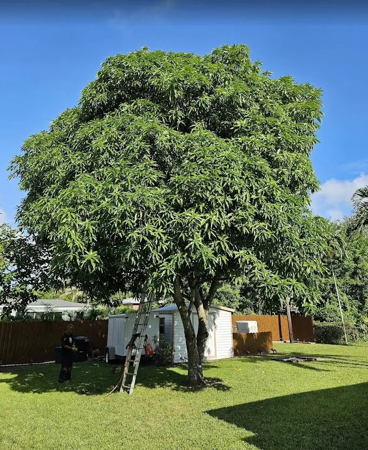 Top-rated outdoor landscaping for year-round maintenance across Hollywood, FL - High Standards Tree Care