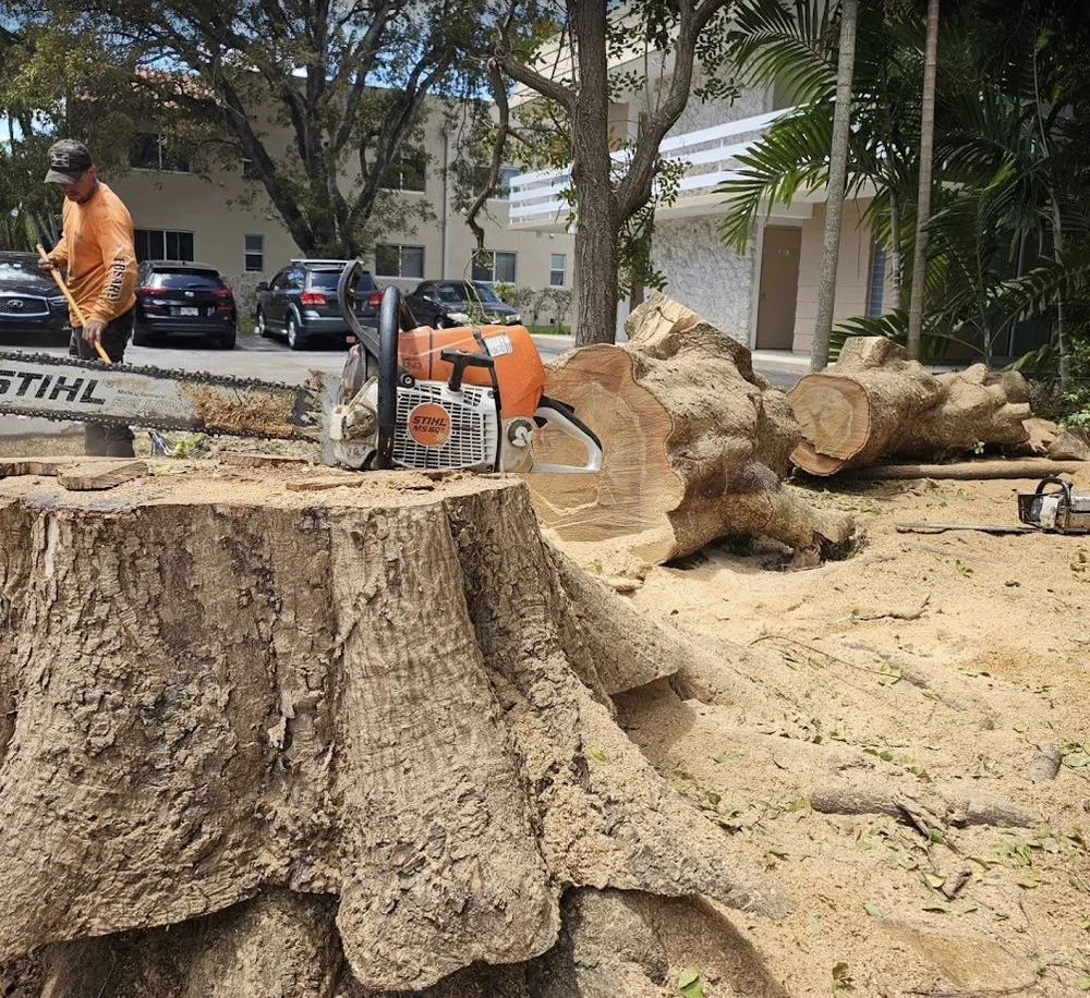 Custom yard cleanup service for outdoor upgrades in Hollywood, FL by High Standards Tree Care