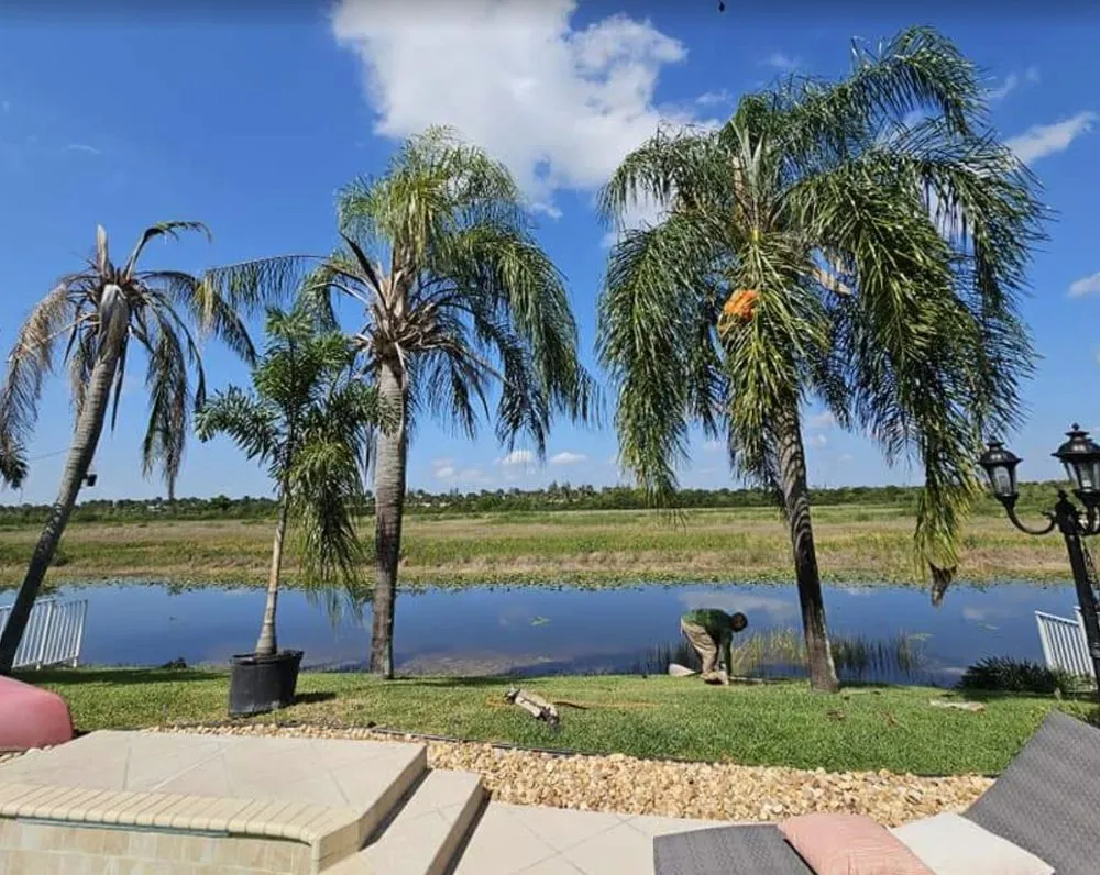 Reliable lawn mowing service in Hollywood, FL by High Standards Tree Care