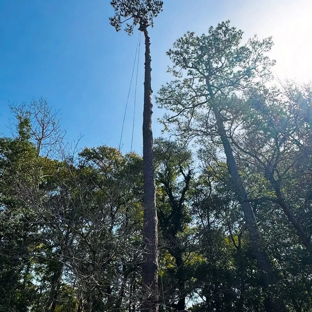 Professional residential landscaping in Myrtle Beach, SC by High Tide Tree Service