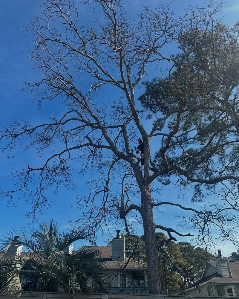 Affordable outdoor landscaping experts serving Myrtle Beach, SC - High Tide Tree Service