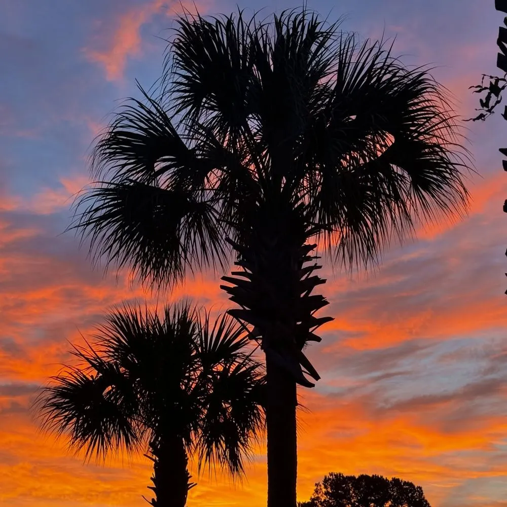 Expert lawn care service in Myrtle Beach, SC - High Tide Tree Service