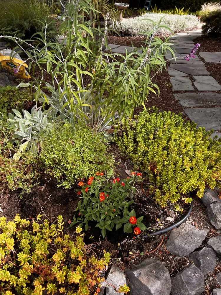 Custom residential landscaping in Petaluma, CA by High Valley Landscape Construction