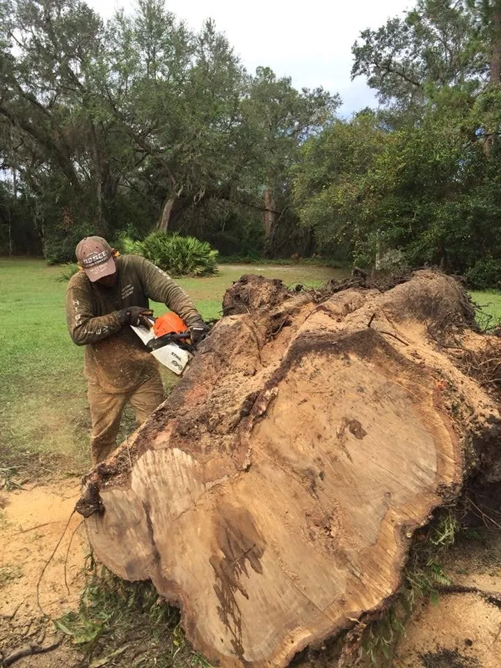 Top-rated landscaping services for beautiful yards across Lakeland, FL - High View Tree Service