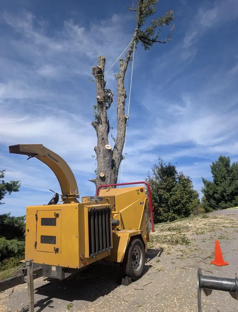 Expert yard cleanup service in Marion, NC - High Vision Tree Services