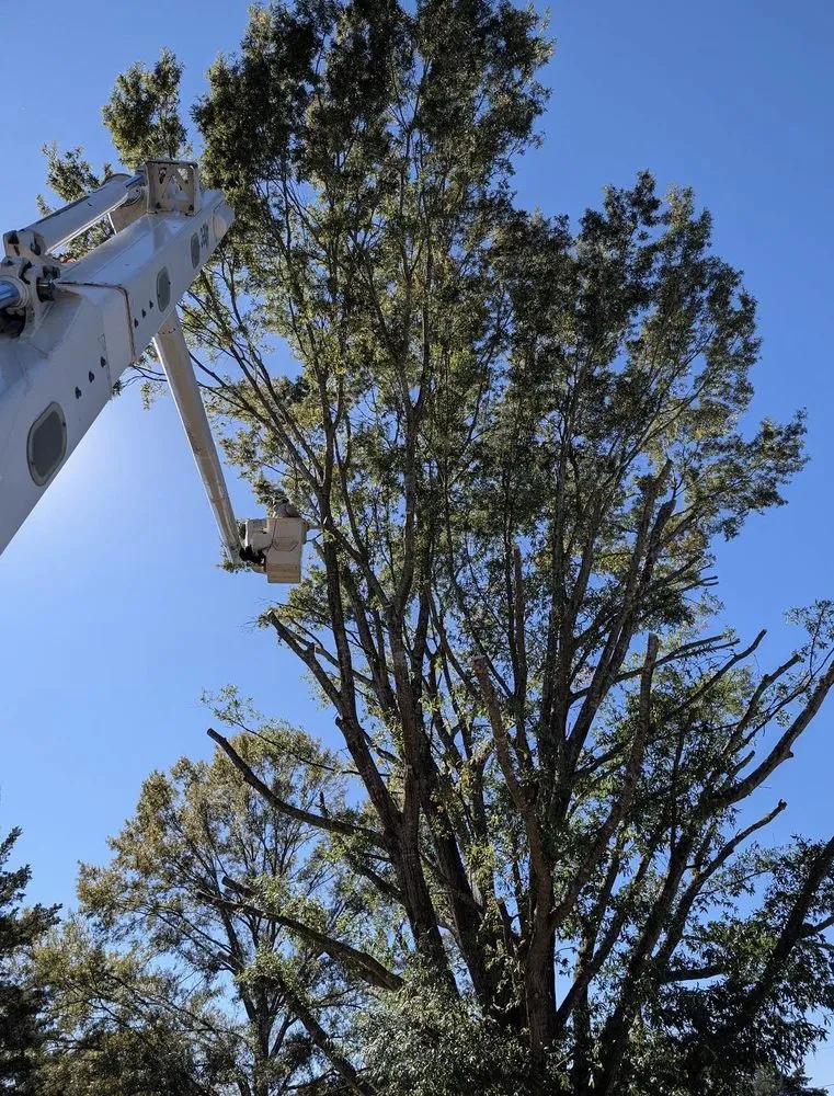 Expert landscape installation experts serving Marion, NC - High Vision Tree Services