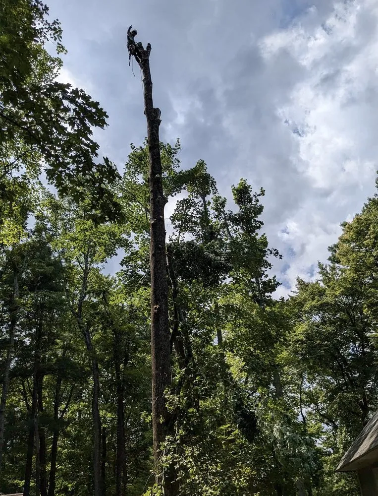 Trusted landscape installation in Marion, NC by High Vision Tree Services